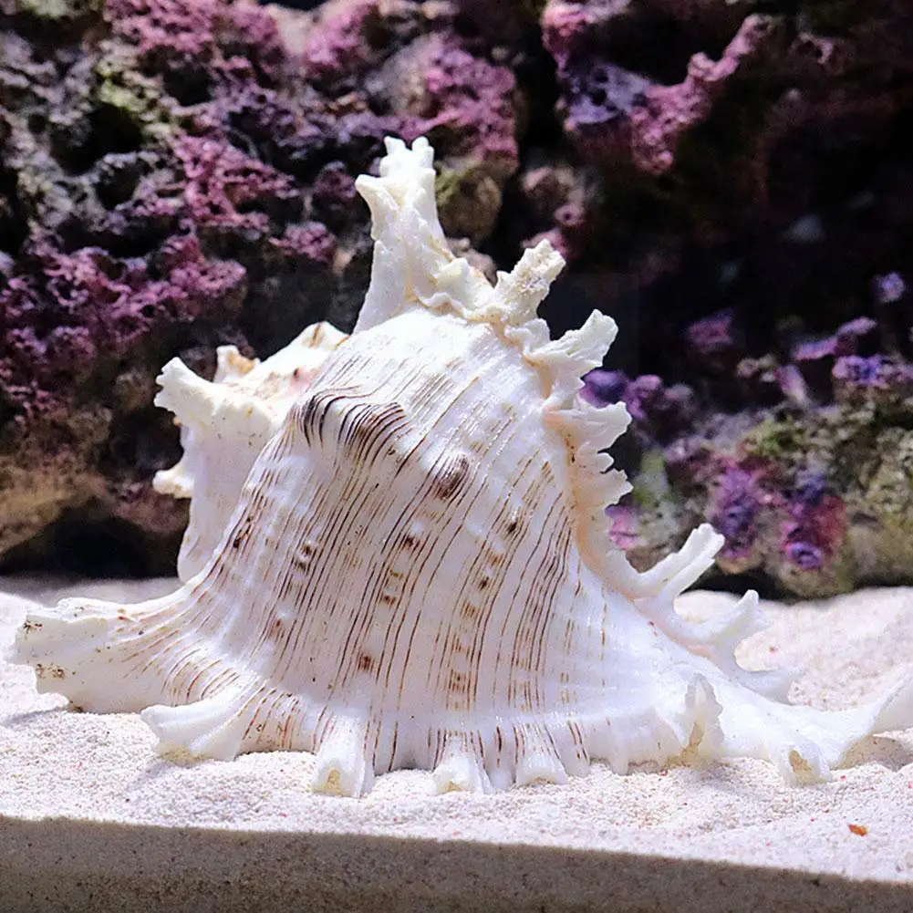 

Настоящие морские ракушки тысячи ручных улитков, Аутентичные натуральные украшения, аквариум для рыб C6w1