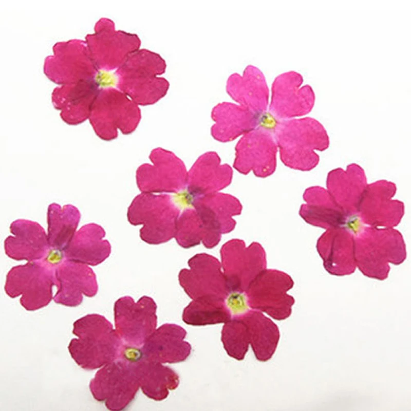 

Hot Pink Verbena Epoxy Cell Phone Case Dried Pressed Flowers For Plant Specimens 120 Pcs