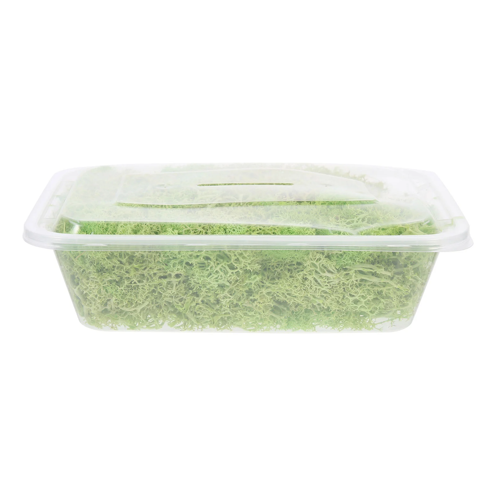 

Moss Preserved Bulk DIY Material Terrarium Eternal Supplies Natural Potted Plants Micro Landscape Decor House Decorations Home