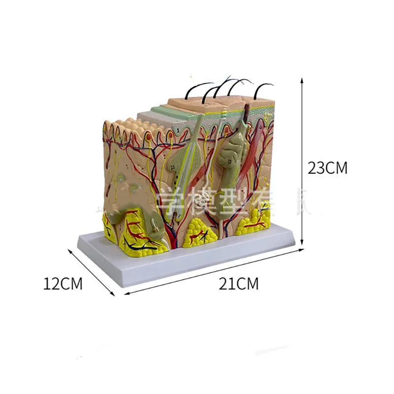 

Анатомическая модель кожи SHUNZAOR