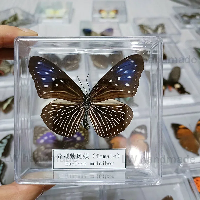 Настоящие образцы бабочек закрепленные в открытой акриловой прозрачной коробке