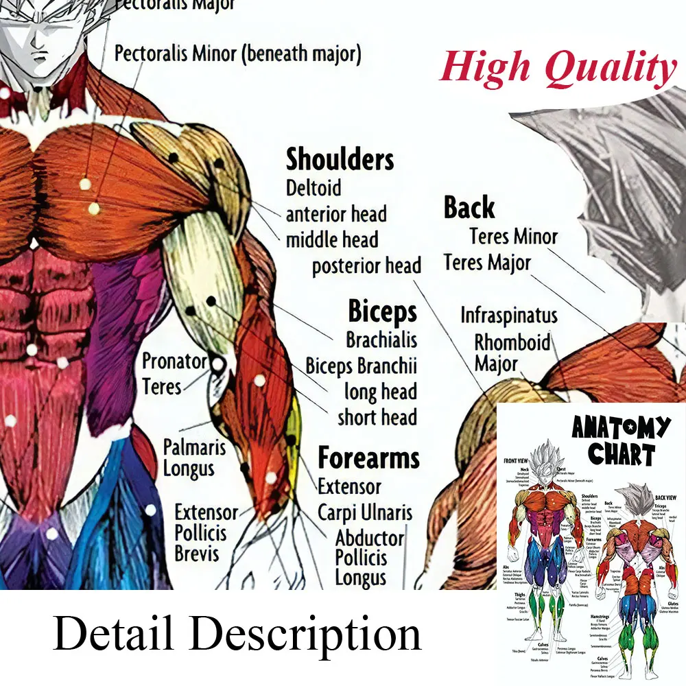 Анатомическая карта мышц Bandai из дракона аниме плакат с передним и задним обзором