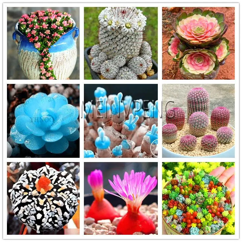 

1000 Pcs Succulents Cactus Seeds, Indoor Bonsai Lithops Plant flower for Home Garden,easy To Grow Plant for Bathroom Carbinets