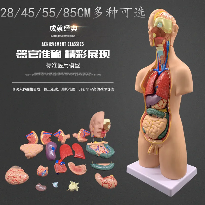 

Medical human anatomy, torso model, detachable internal organ structure, whole body teaching simulation bone toy