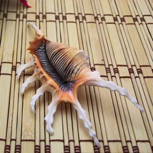 

Золотой паук раковина