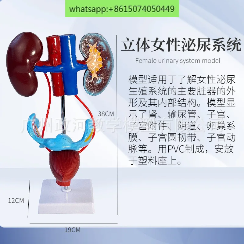 Стереоскопическое обучение моделям мочевой и репродуктивной системы