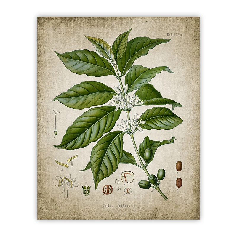 

Плакат с знаниями о заваривании кофе aooins