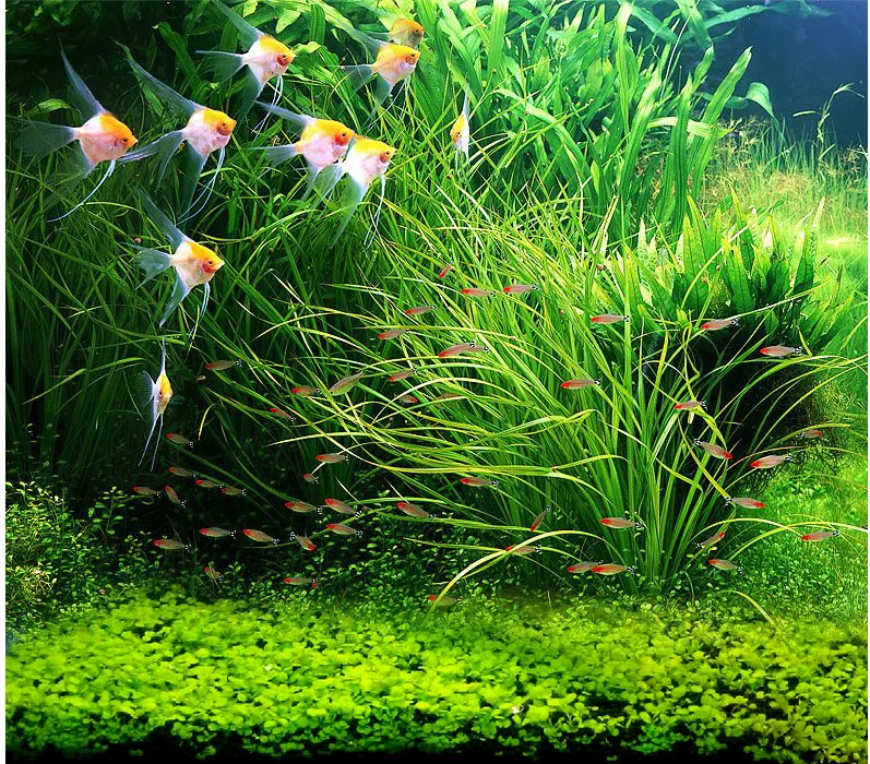 

6 стилей украшения из водорослей