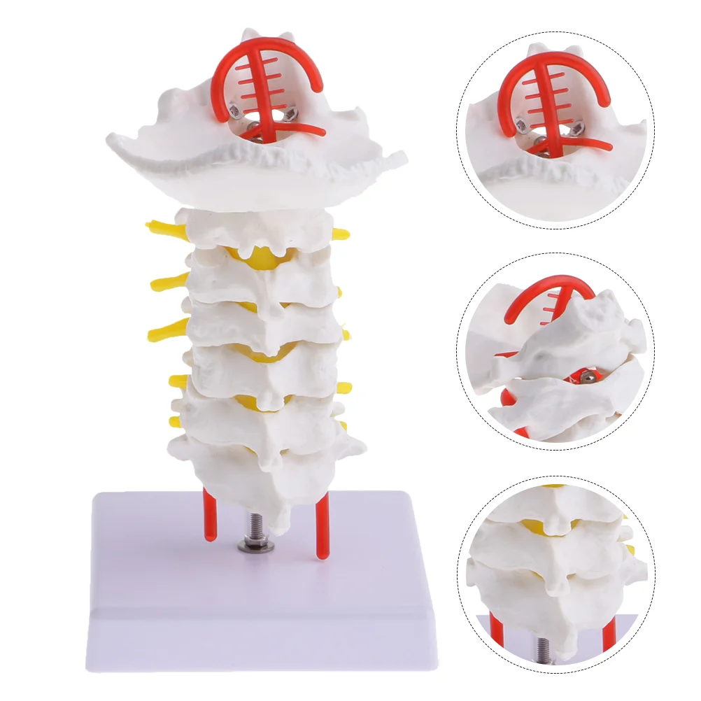 

Cervical Spine Carotid Artery PVC Model Posterior Neural Biology Anatomical Medical Teaching Tool Human Body