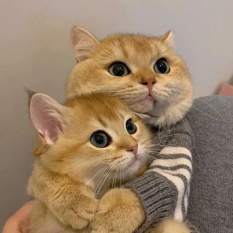 Костюм для домашних животных на Хэллоуин Рождественский свитер котят