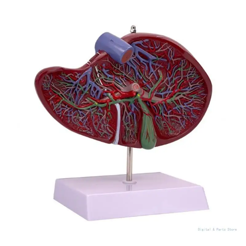 

M17F Anatomical Liver Model Life Size Liver Anatomy Model for Hospital