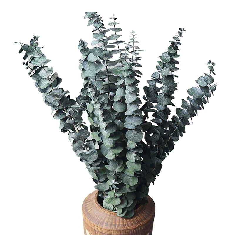 

10Pack Natural Dried Eucalyptus Bundle,Preserved Fresh Eucalyptus Branches For Flower Arrangements Wedding Home Decor