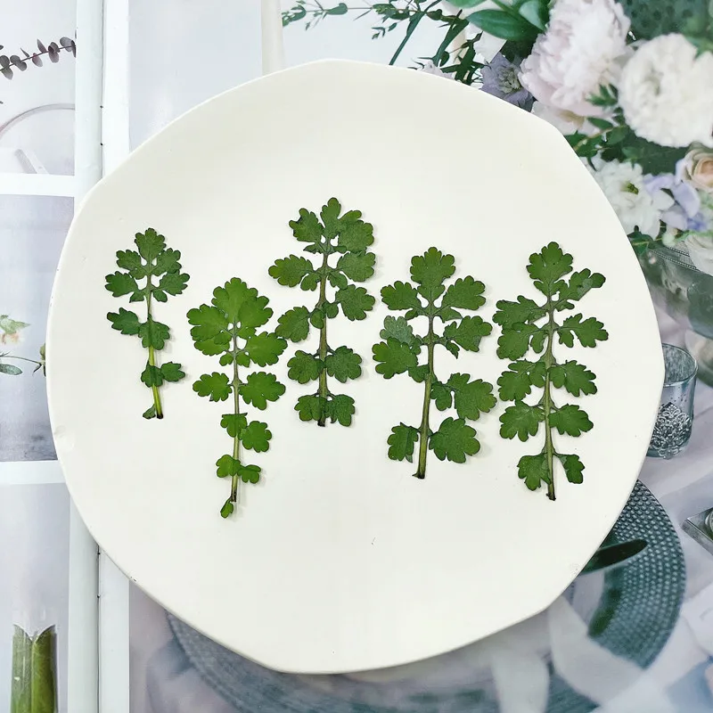 

60 Pieces Diy Materials Pack Of Real Natural Chelidonium Majus Leaves Dried Pressed Flowers For Resin Nails Beauty Makeup Crafts