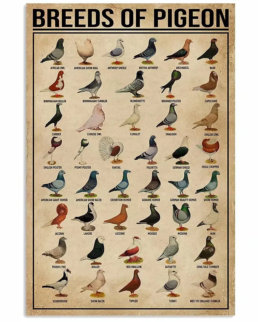 

A Breeds of Pigeon Metal Signs Pigeon Education Encyclopedia Knowledge Posters Wall Decor Farm Decor Home Decor Vintage Printing
