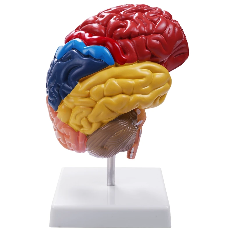 Cerebral Anatomical Model Anatomy 1:1 Half Brain Brainstem Teaching Lab Supplies