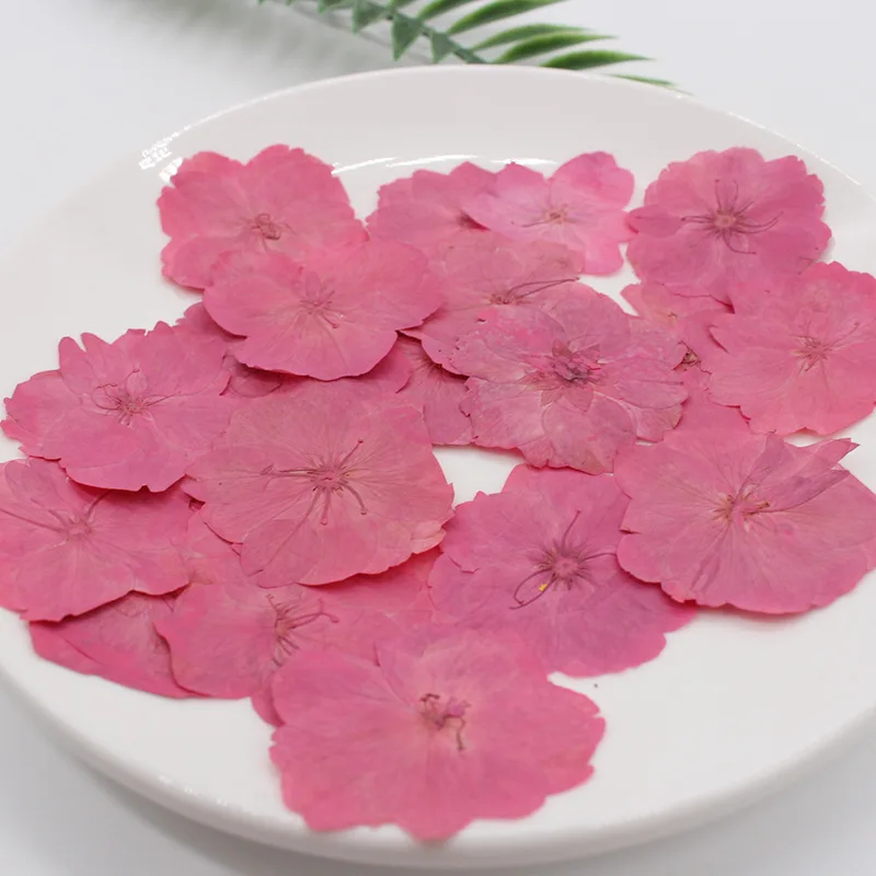 

60 Pieces Diy Materials Pack Of Real Natural Sakura Dried Pressed Flowers for Resin Jewelry Nail Stickers Makeup Art Crafts