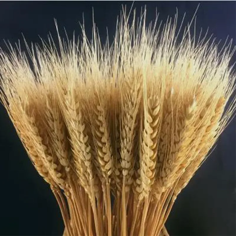 

50Pcs Real Wheat Ear Natural Dried Flowers Gift For Girlfriend Christmas Decoration Wedding Ideas Bridal Wedding Bouquet Pampas