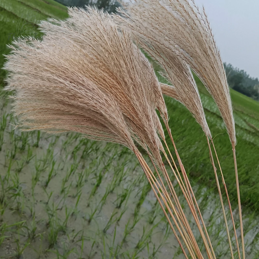 

Fluffy Reed Boho Home Decor Natural Pampas Grass Dried Flowers Bouquet Whisk Table Decoration for Wedding Diy Artificial Plants