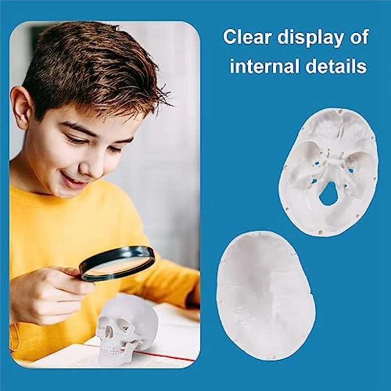 Мини-модель человеческого черепа 3-х частей анатомической модели со съемной