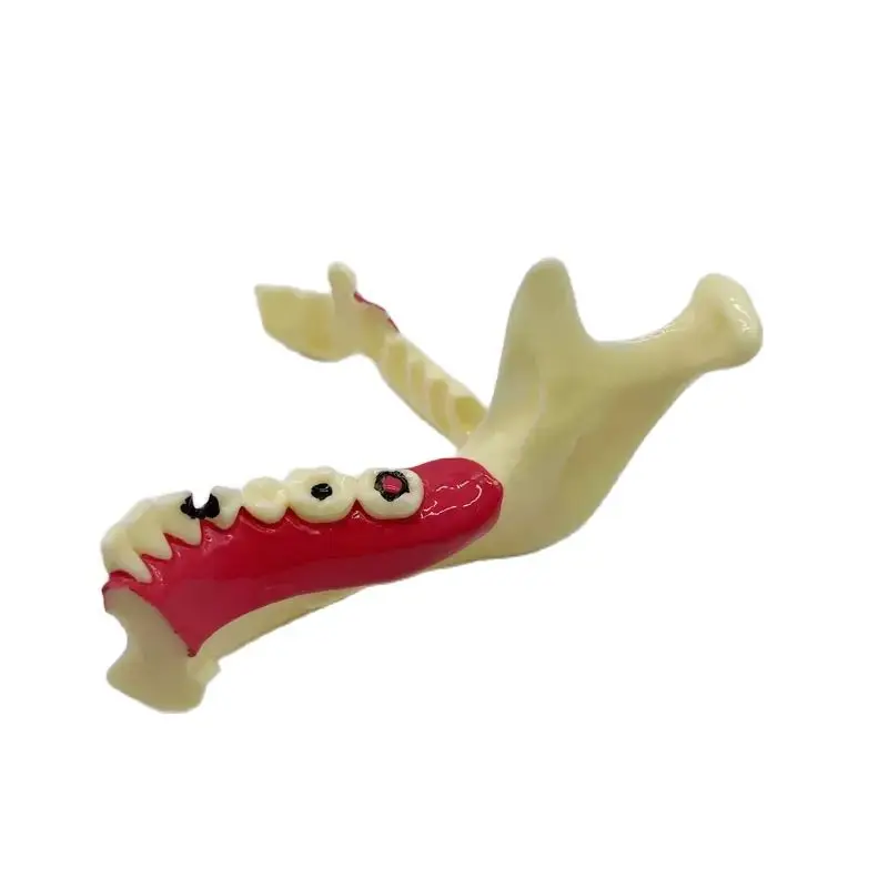 Мстительная стоматологическая обучающая модель структура зубов разложение