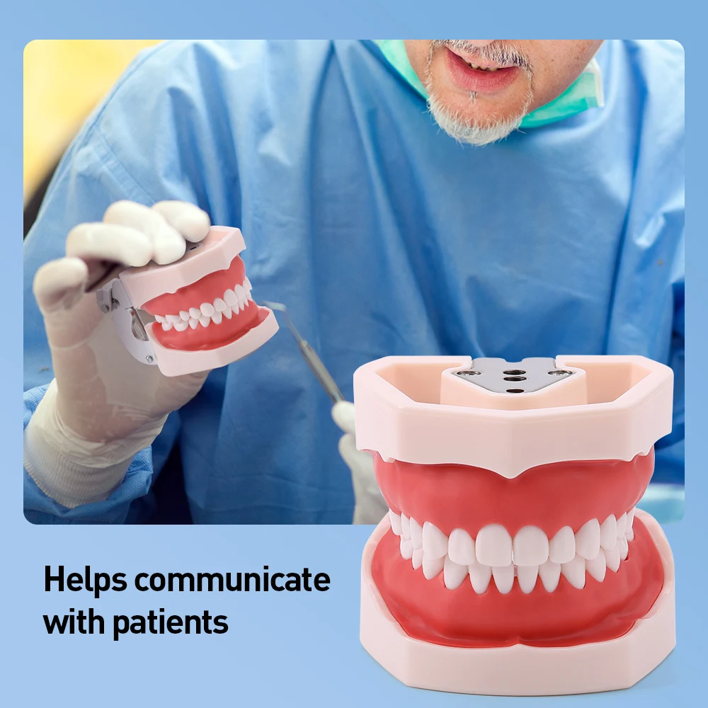 Зубная модель Azdent обучающая зубов зубных типодонов для техников зубной резины