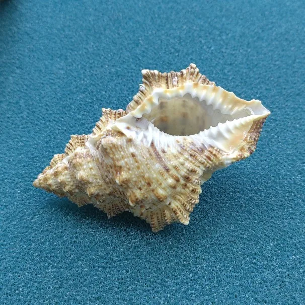 Ракушка-краб из натуральных ракушек 1 шт.