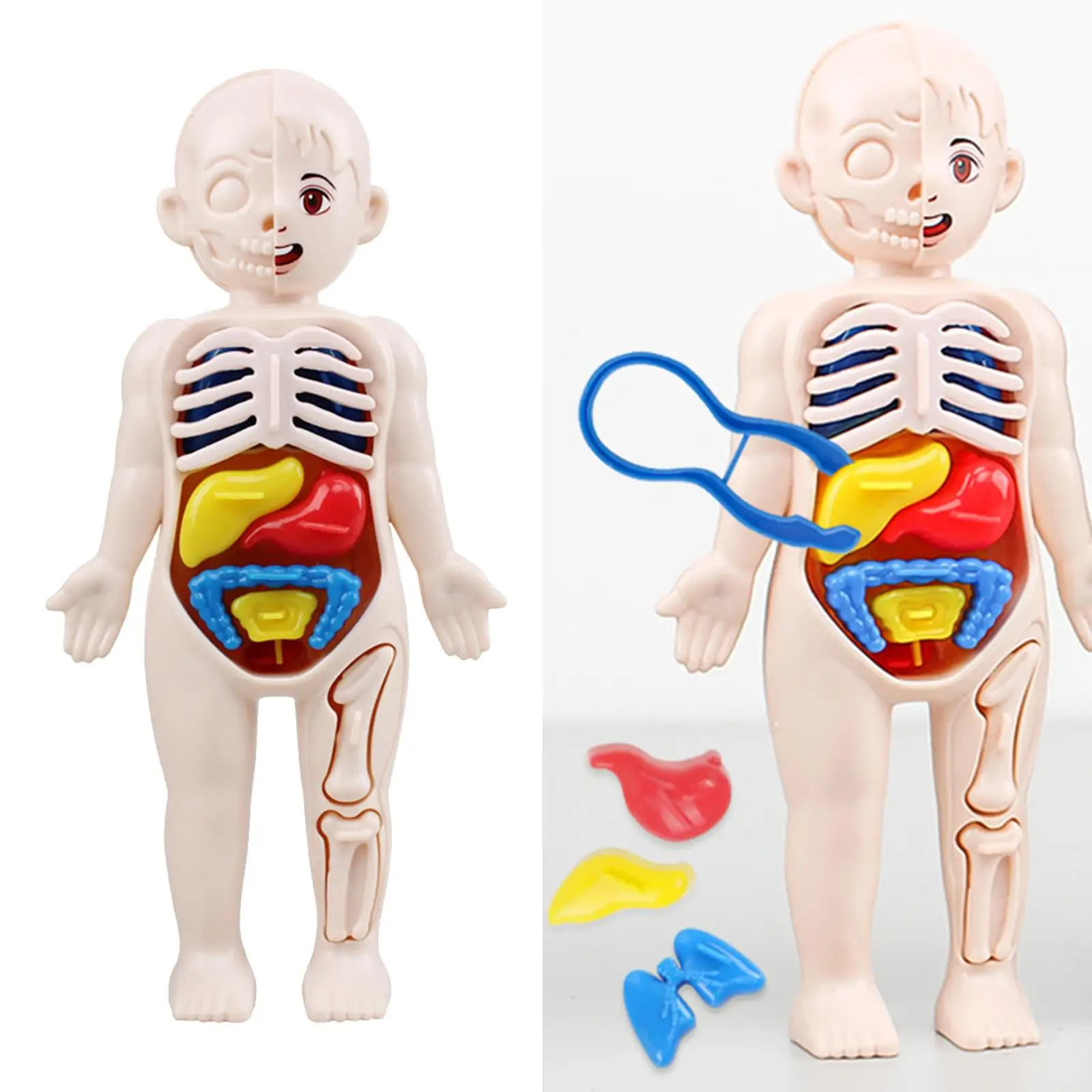 

3D-пазл человеческое тело с органы, человеческий ТОРС, сделай сам, собранный для демонстрации