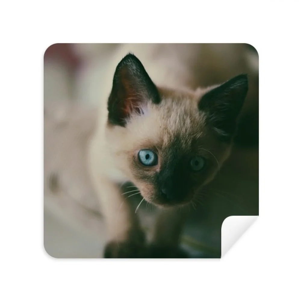 

Animal Blue Eye Kitten Gray Photograph Glasses Cloth Screen Cleaner Suede Fabric 2 Pack