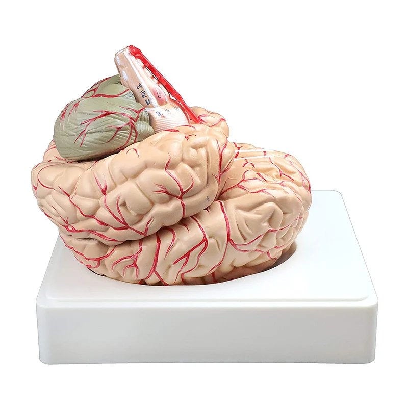 

1:1 Life Size Human Brain Model With Arteries Anatomical Medical Organ Anatomy Model School Educational Medical Science Teaching