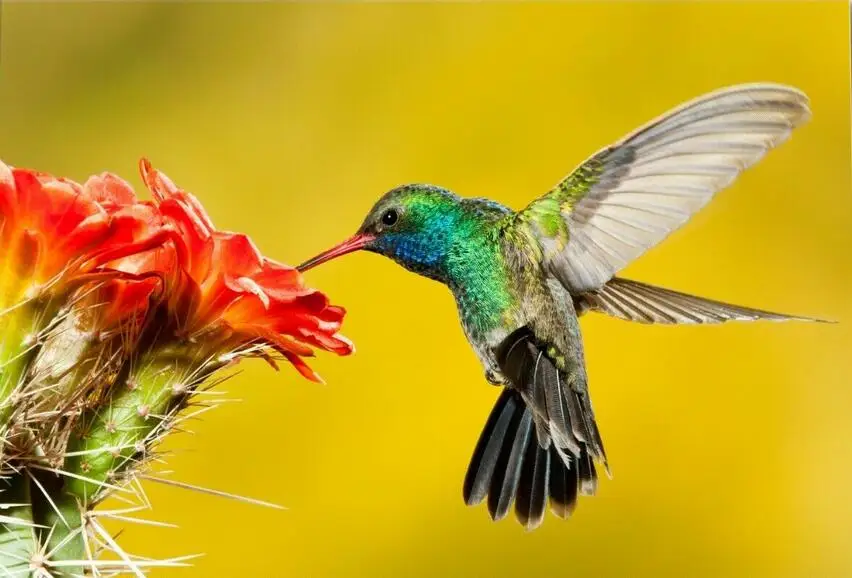 Плакат Шелковый для домашнего декора Художественная печать на холме кормление