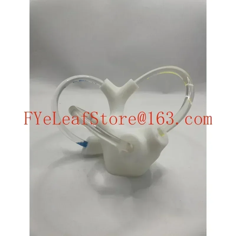 forsemic Круглая анатомическая модель отолитного канала Скелетная кохлеарная