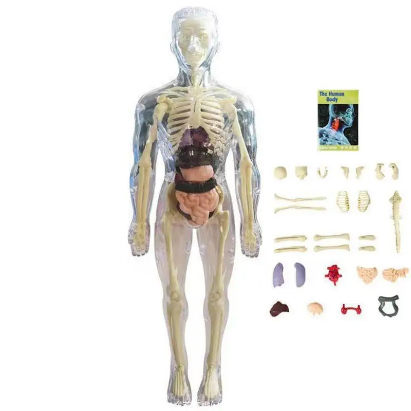 

3D модель человеческого тела, Реалистичная анатомическая кукла, съемный орган, кость для детей от 4 лет, развивающие игрушки для науки и науки, подарки на день рождения