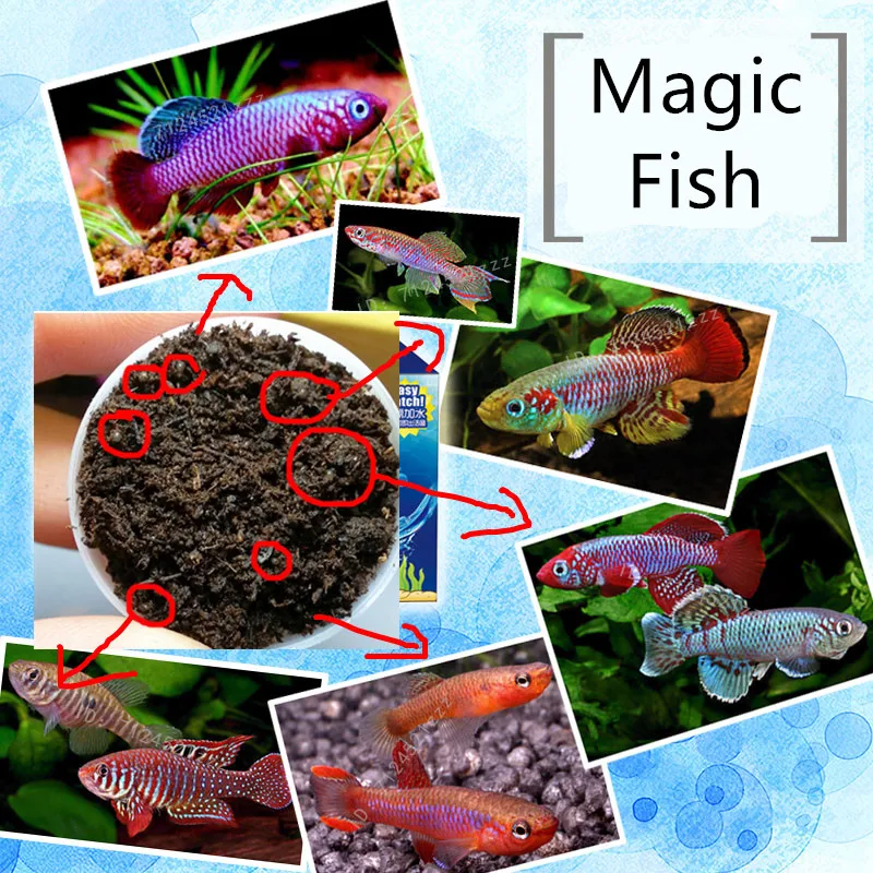 

Grow Magic Soil + Water = Fishes Caviar Live Tank Sum Lamp Light Viewer Killifish Eggs soil Hatching Earth Pet Education Toys