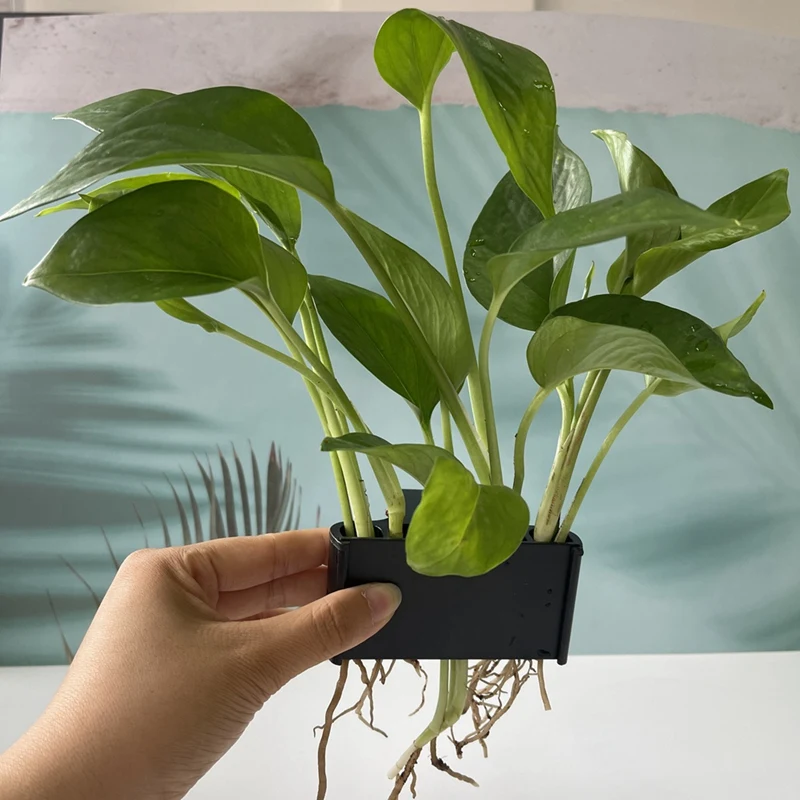 2 шт. держатель для растений с открытым лицом подвесной водных в аквариуме