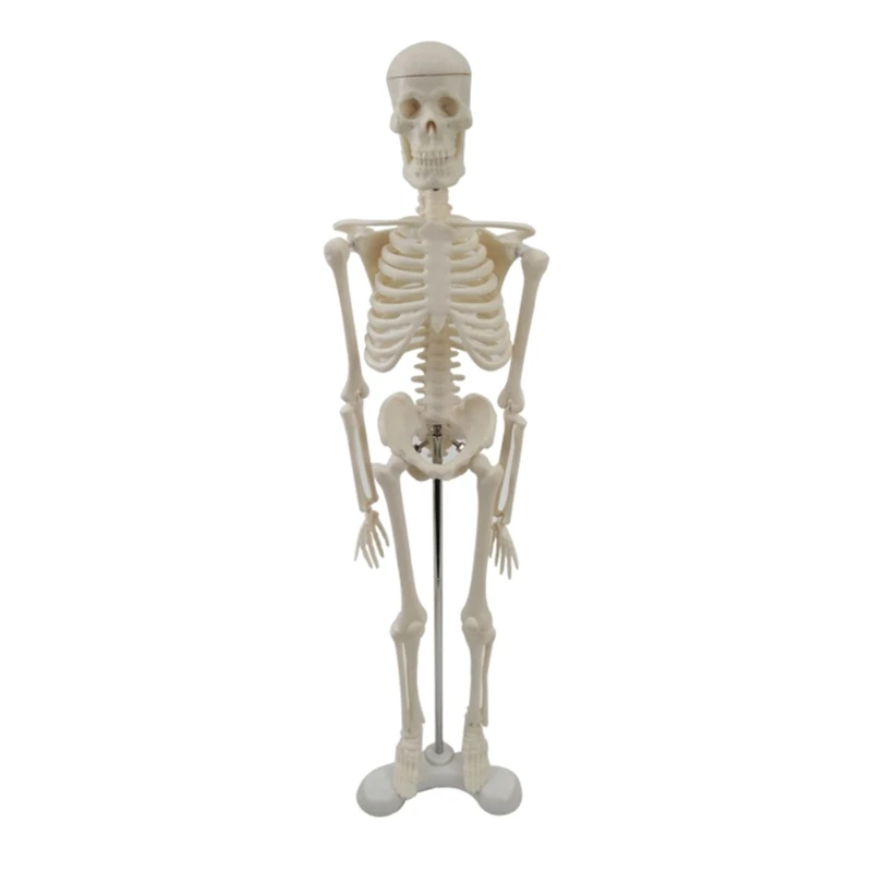 

Detachable Manikin Body Mannequin Human Skeleton Model Anatomical Full Body Bone Teaching Model Human Body Model Rack