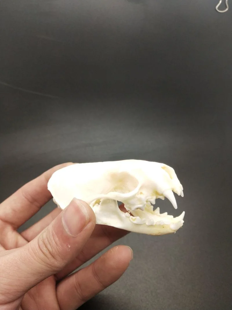 Образцы из натурального норкового черепа образцы животного украшение для офиса