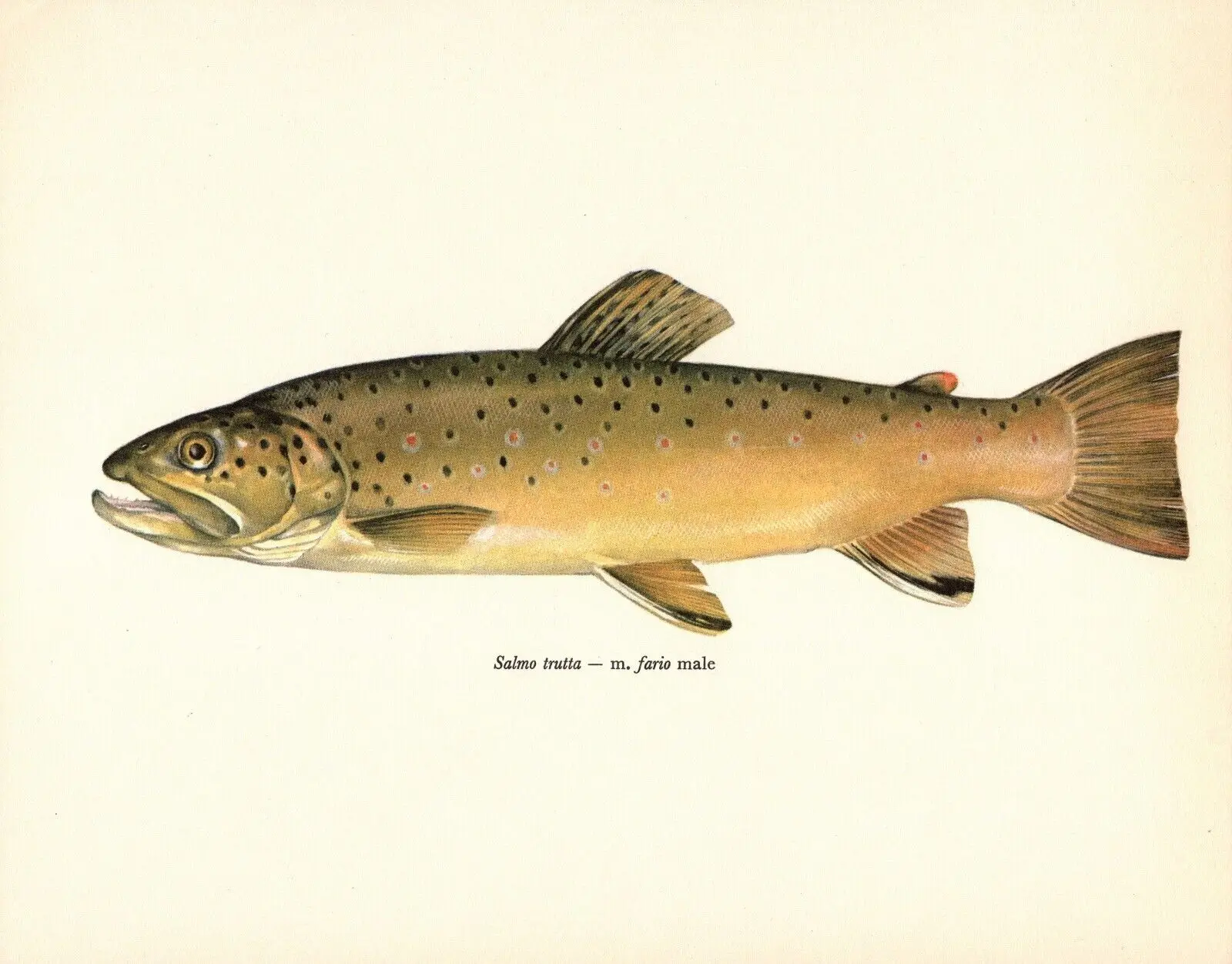 

Винтажная картина BROWN TROUT FISH, шелковый постер