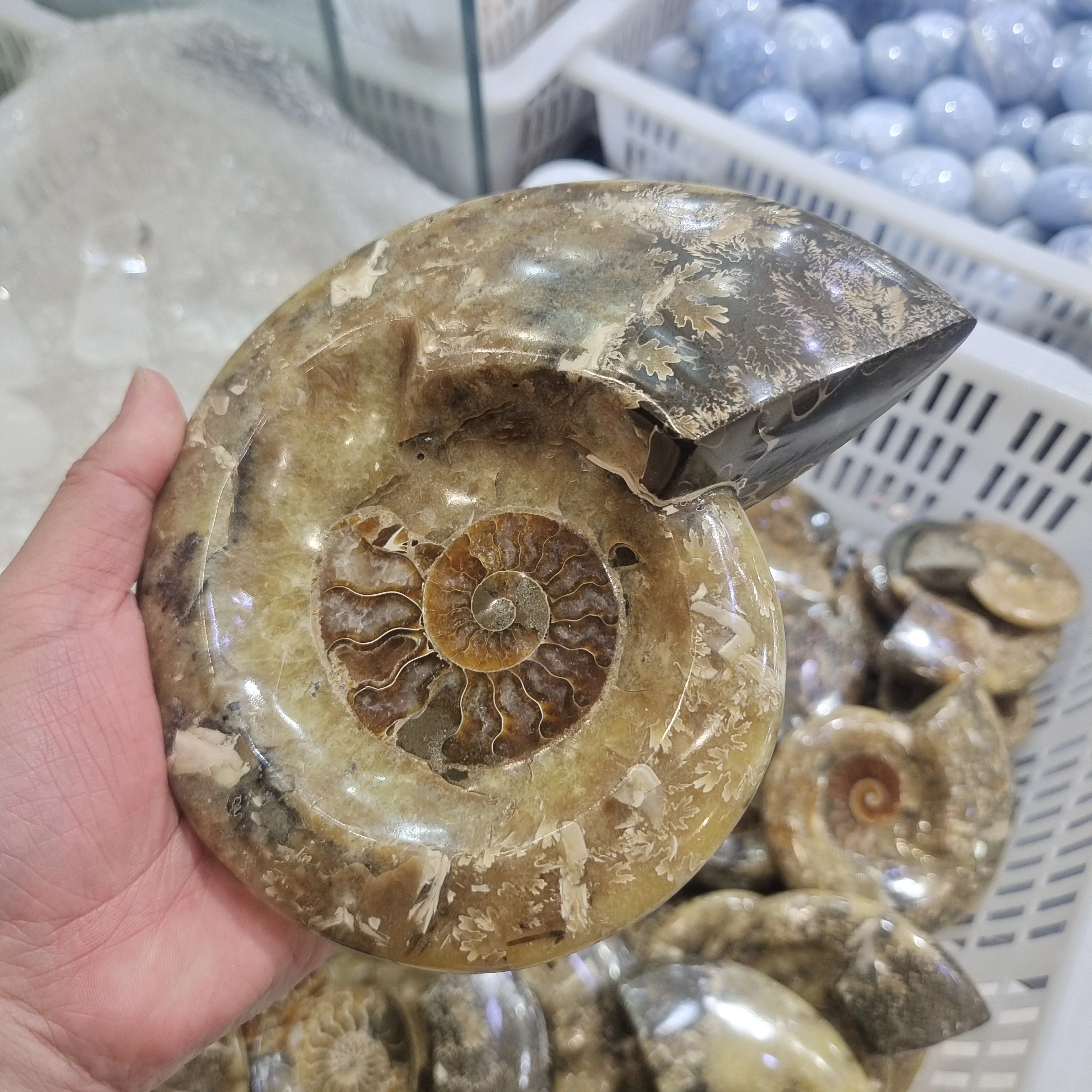 

1 шт. натуральный аммонитовый минерал образец камня Ocean Animal Snail Conch пепельница для домашнего декора, украшение для курильщиков