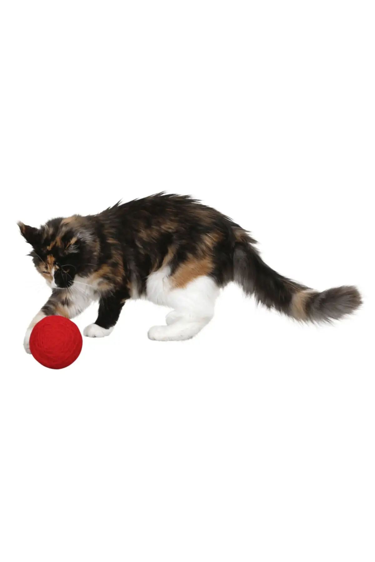 

Игрушки для домашних животных, кошек, погремушки для красных кошек [диаметр 10 см]