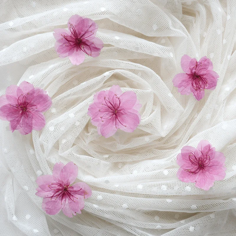 

120pcs Pressed Dried Cherry Blossoms Flower Herbarium Jewelry Postcard Bookmark Frame Phone Case Face Makeup Lamp Card DIY