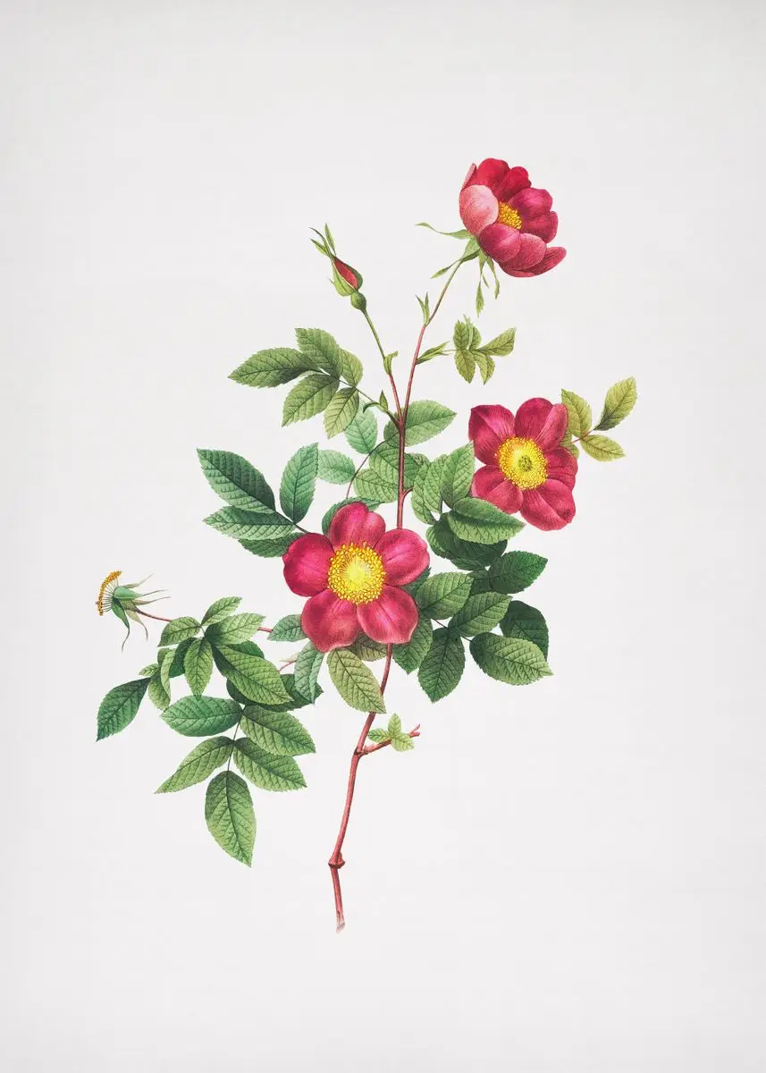 

Vintage Pink Roses Sulphur Rose Floral Poster Print Botanical Flowers Canvas Painting Wall Art Pictures Living Room Home Decor