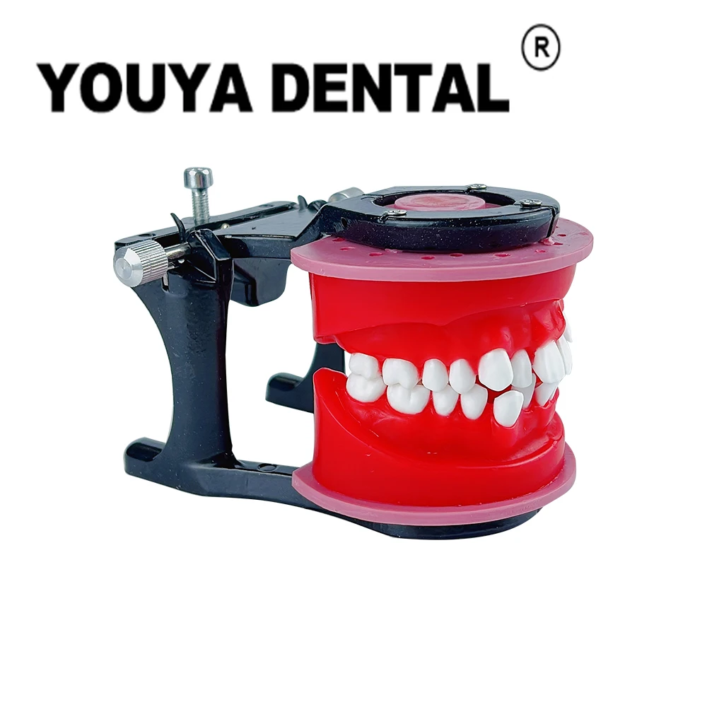 

Модель зубов, Стоматологическая Ортодонтическая модель для зубных техников, обучение обучению, модели ортодонтических лечебных средств