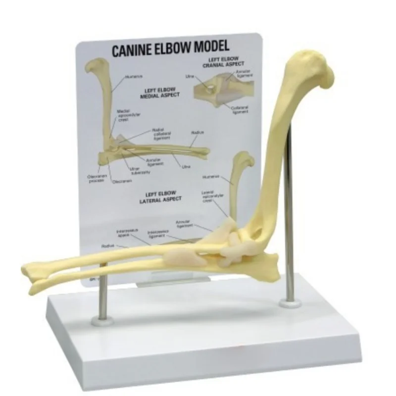 

Анатомическая модель собачьего локтя