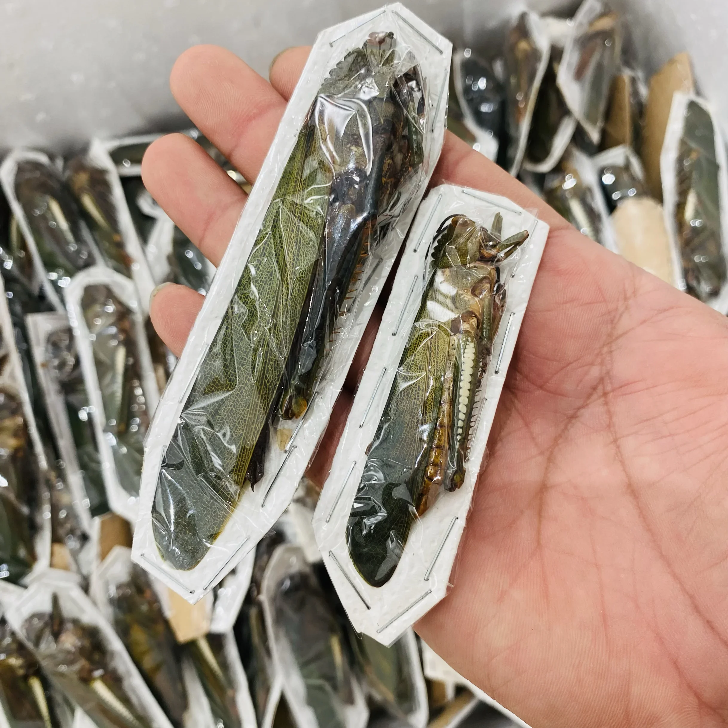 Real Moth Insect Grasshopper Specimen Teaching and Research Hobby Collection of Home Decoration Crafts Statues for