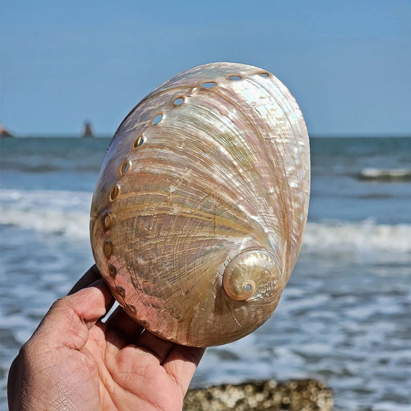 

Polished Abalone Shell Conch Home Decoration Aquarium Landscaping Wedding Landscape Crafts Soap Holder Lucky Home Decor Nautical