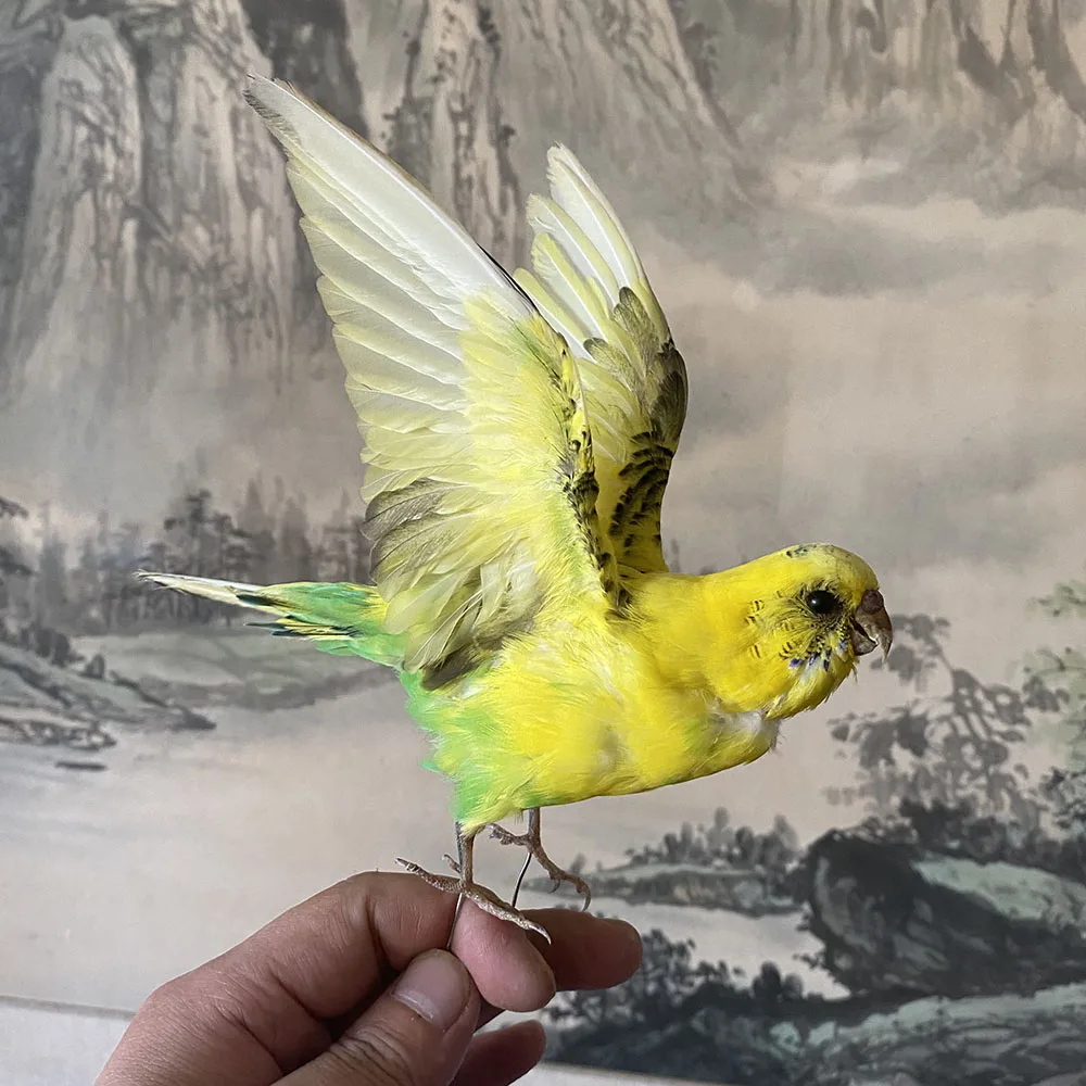 

Taxidermy stuffing Eurasian yellow colour Melopsittacus undulatus / Budgerigar Budgie Parrot specimen Teaching / Decoration &