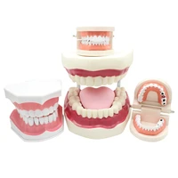 teeth models dental lab mode teach teeth model dentist student model for teaching dentistry material