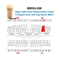 10pcs dental replacement practice screw in upper left teeth model m8024 26 for kilgore nissin 500 type 28pcs teeth model m8011