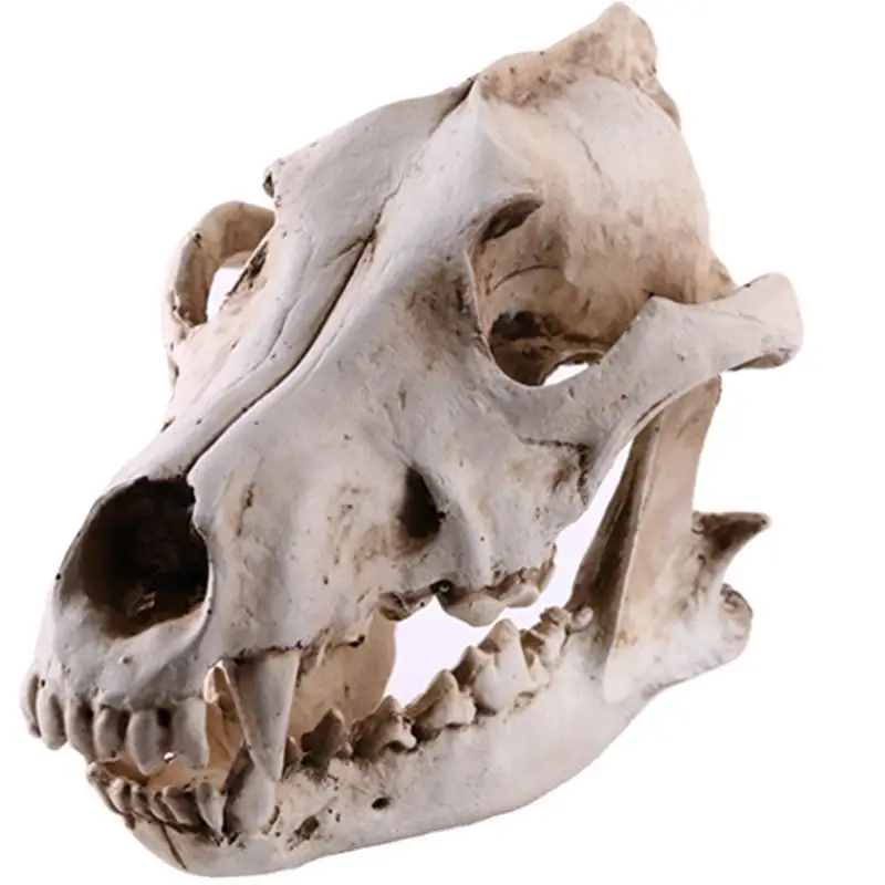 

Real Taxidermy Animal Skull Animal Bones Real for Craft Wolf Skull Decoration for Home Specimen Collectibles Study Special Gifts
