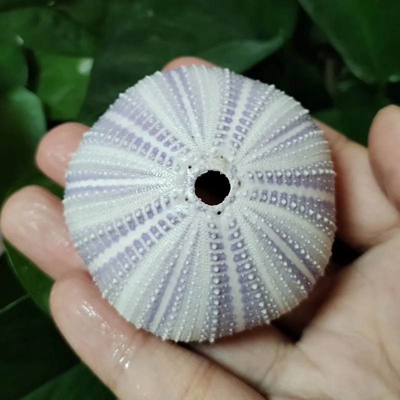 

Фиолетовые ракушки морских ежей для декора